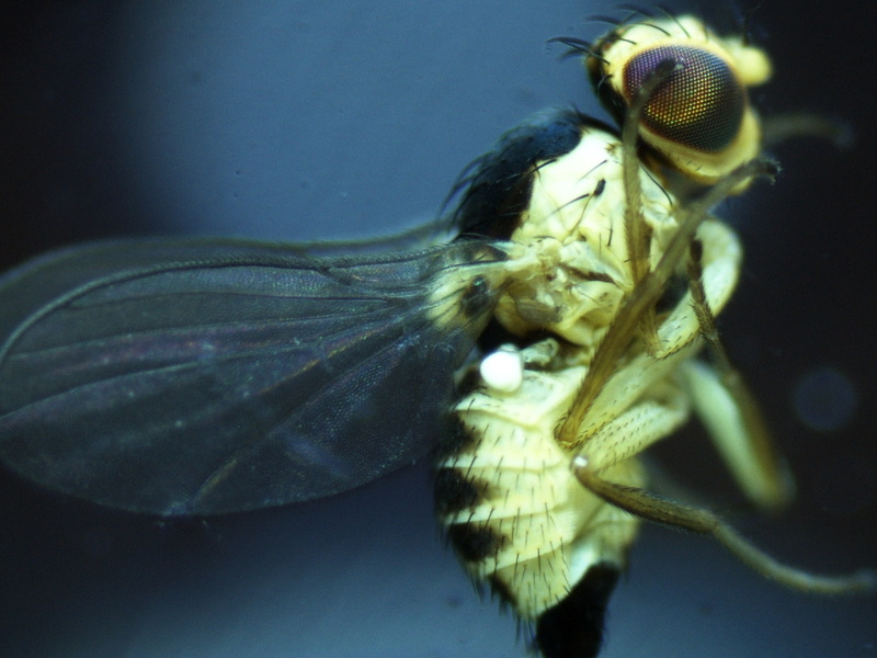 Pests > Pests Entities > Insects > Flies > Fruit fly > Liriomyza ...